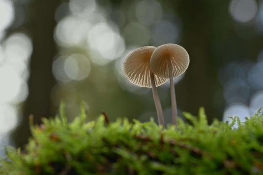 Psychedelics in Functional Medicine: A New Frontier for Mental Health