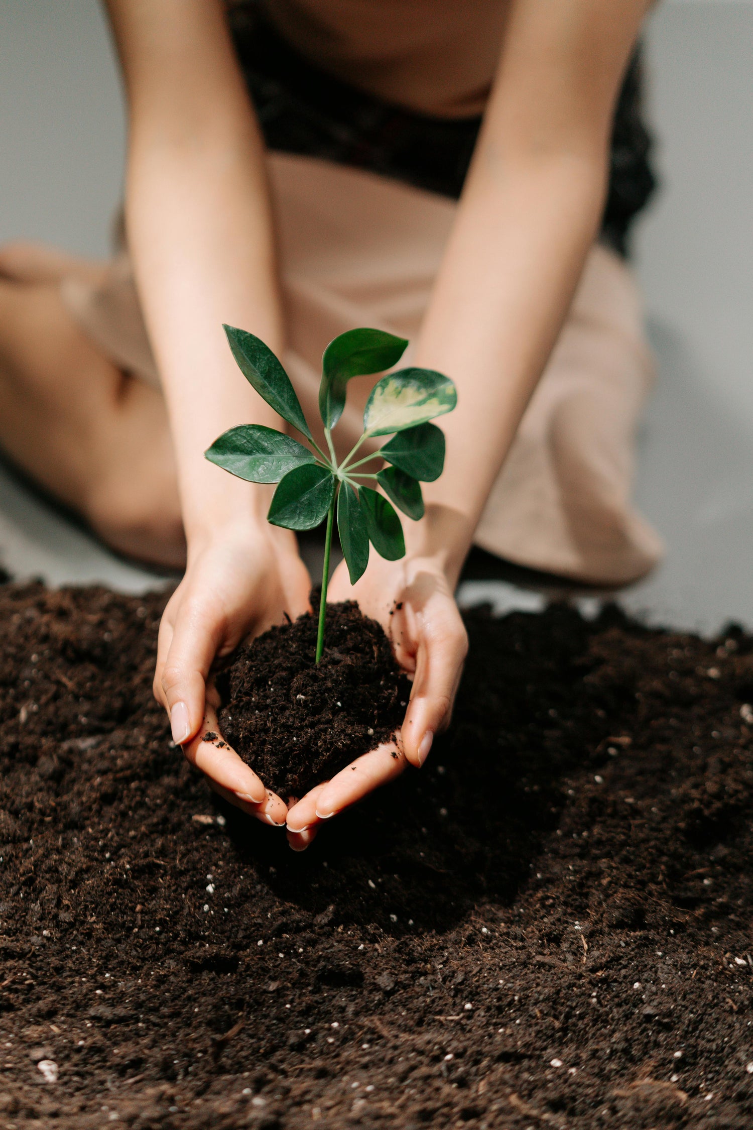 Close up of hand picking up a plant from soil